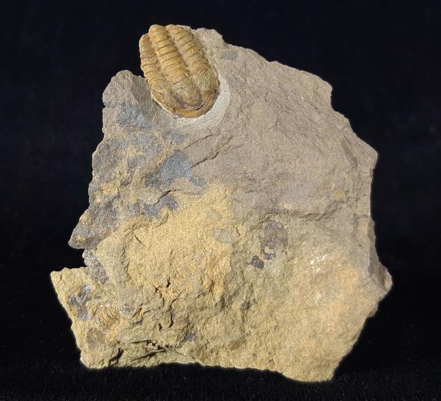 Conocoryphe sulzeri (SCHLOTHEIM, 1823) - Bild © FossNet FossilienStore